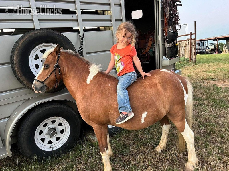 "Cheerio" Sorrel Gelding Pony Texas