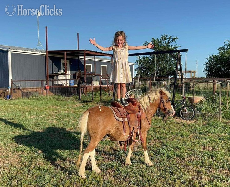 Pony - "Cheerio" Sorrel Gelding Pony in Texas