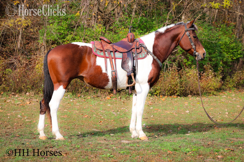 "PUSHED TO THE LIMIT" Bay Mare Paint in Kentucky