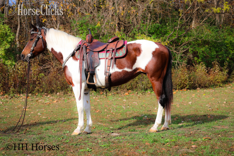 "PUSHED TO THE LIMIT" Bay Mare Paint