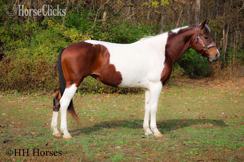 Kentucky "PUSHED TO THE LIMIT" Bay Mare Paint