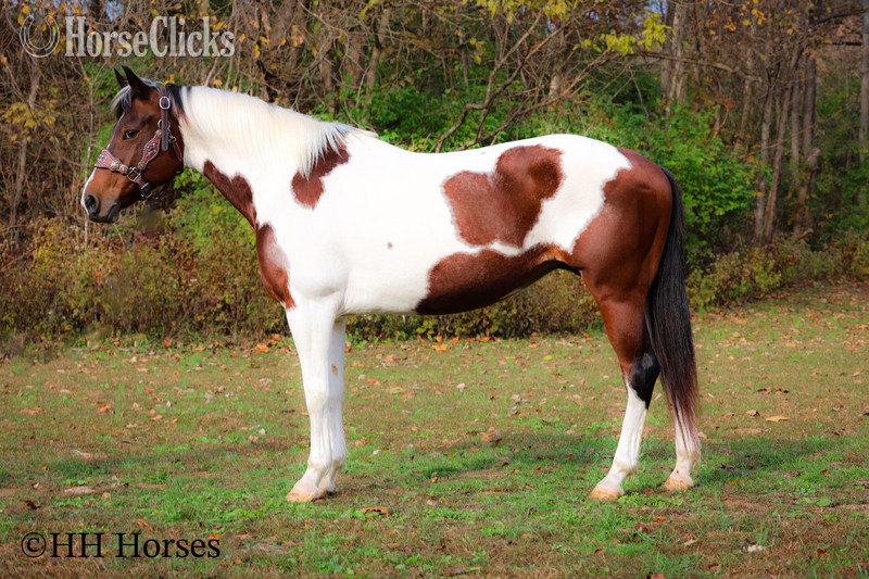 "PUSHED TO THE LIMIT" Bay Mare Paint - Paint in Kentucky