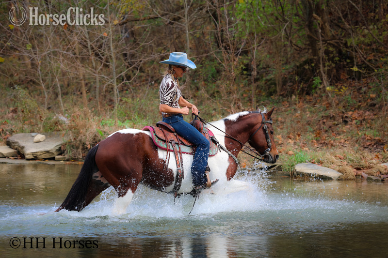 "PUSHED TO THE LIMIT" Bay Mare Paint - Paint