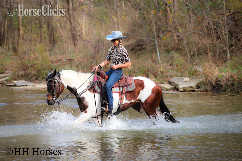 "PUSHED TO THE LIMIT" Bay Mare Paint Kentucky