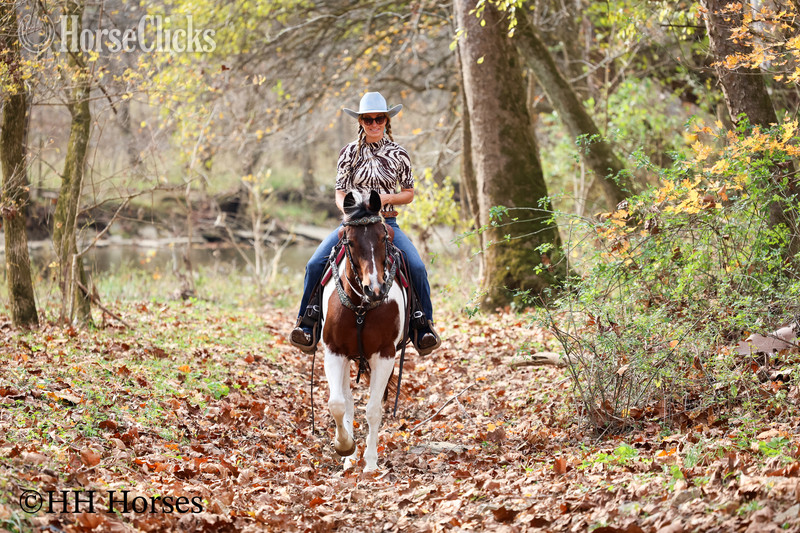 Paint - "PUSHED TO THE LIMIT" Bay Mare Paint in Kentucky