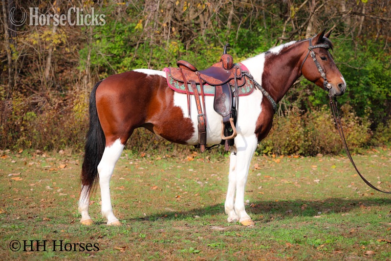 Paint - "PUSHED TO THE LIMIT" Bay Mare Paint