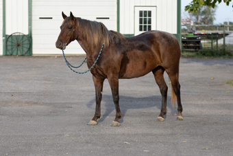 "" Bay Roan Mare Quarter Horse