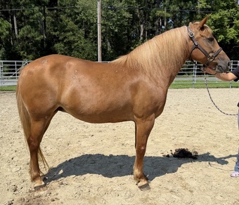 "Mare" Sorrel Mare Haflinger