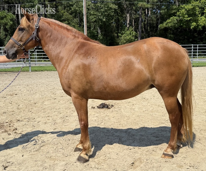 "Mare" Sorrel Mare Haflinger