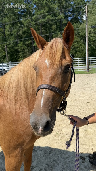 North Carolina "Mare" Sorrel Mare Haflinger
