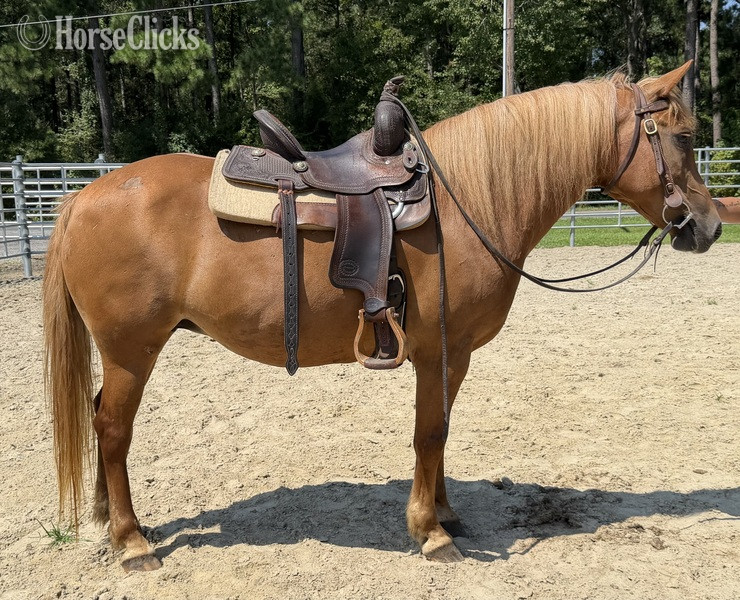"Mare" Sorrel Mare Haflinger - Haflinger in North Carolina