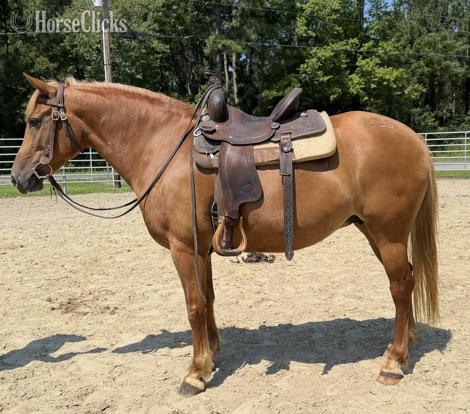 "Mare" Sorrel Mare Haflinger - Haflinger