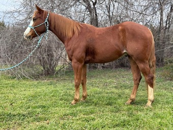 "Padre" Sorrel Gelding Quarter Horse