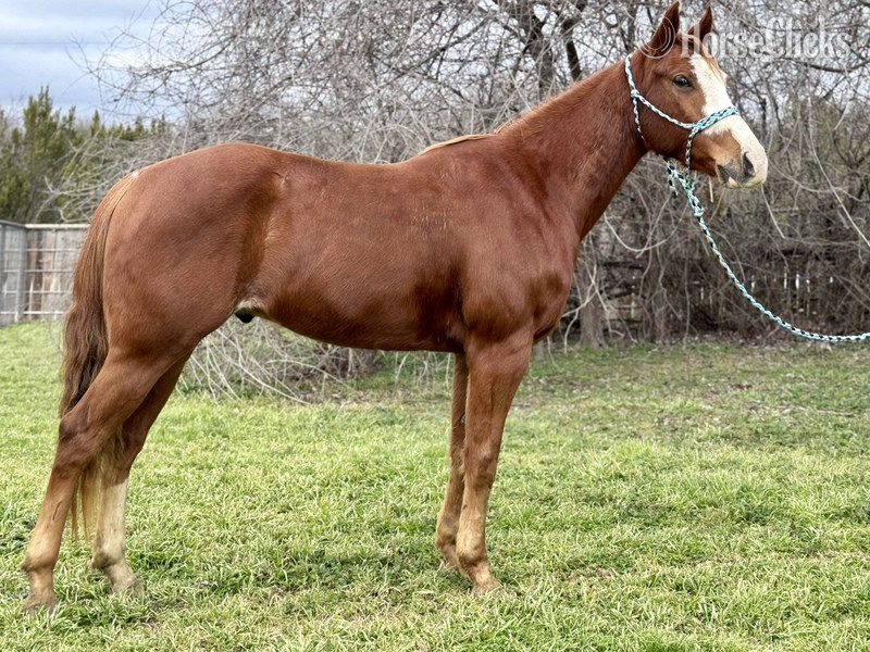 "Padre" Sorrel Gelding Quarter Horse