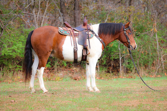 "THUNDERBOLT" Bay Gelding Paint
