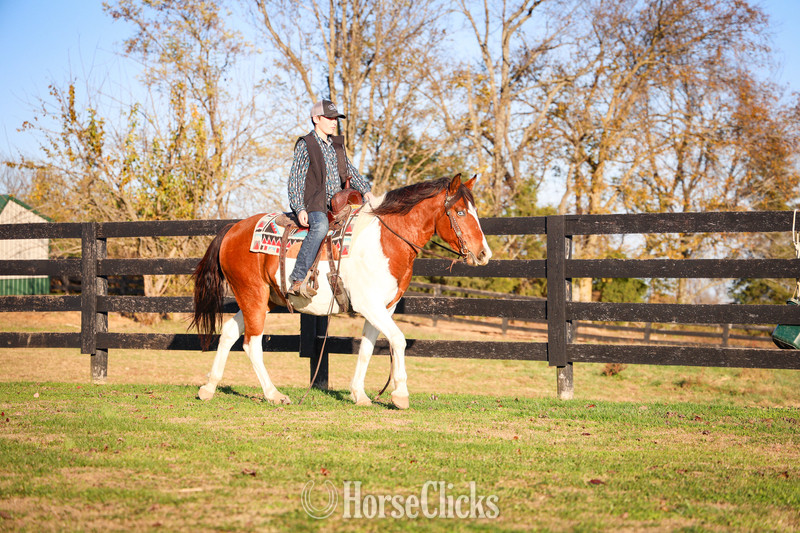 Paint - "THUNDERBOLT" Bay Gelding Paint