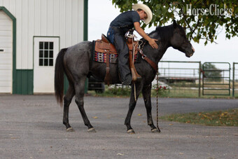 "" Blue Roan Stallion