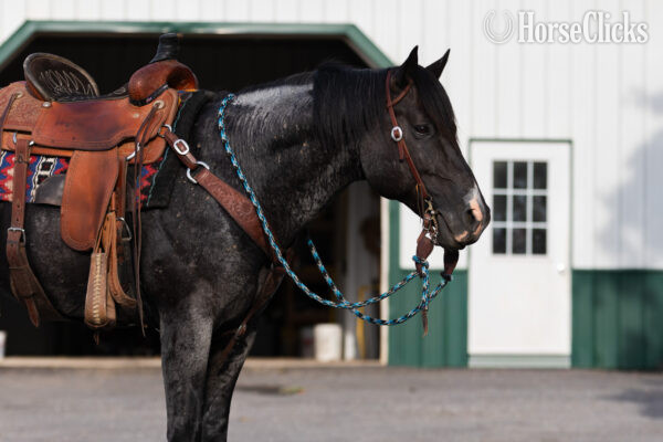 Missouri "" Blue Roan Stallion