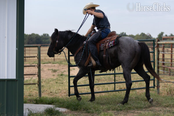  - "" Blue Roan Stallion in Missouri