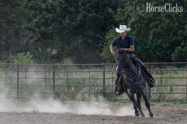  - "" Blue Roan Stallion