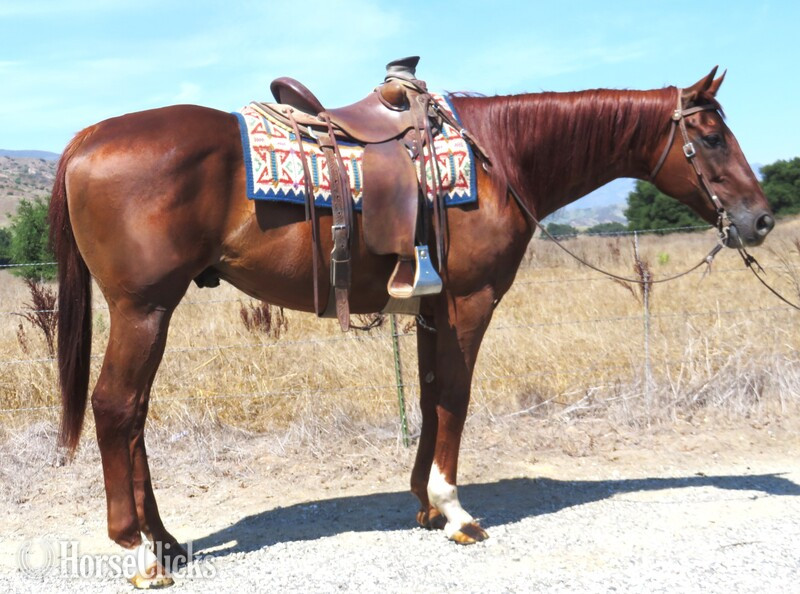 "CAPTAIN" Sorrel Gelding Thoroughbred in California