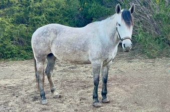 "Steely" Grey Mare Quarter Pony
