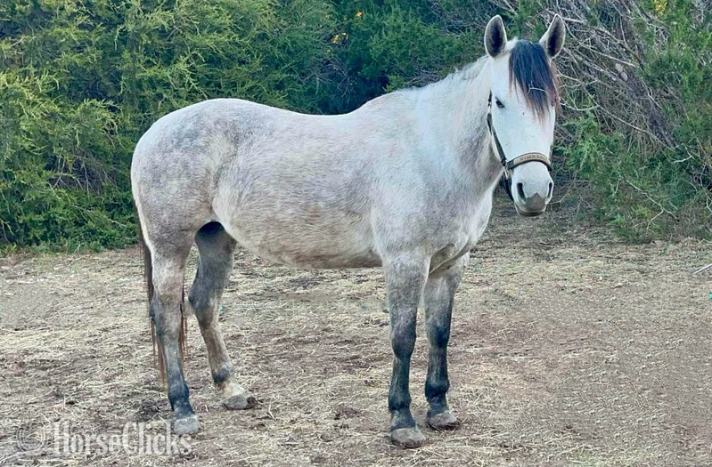 "Steely" Grey Mare Quarter Pony in Texas