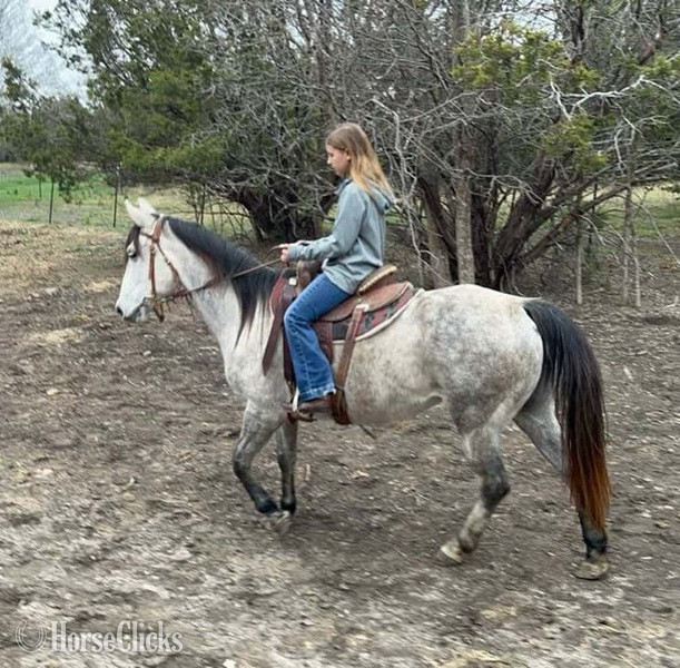 "Steely" Grey Mare Quarter Pony