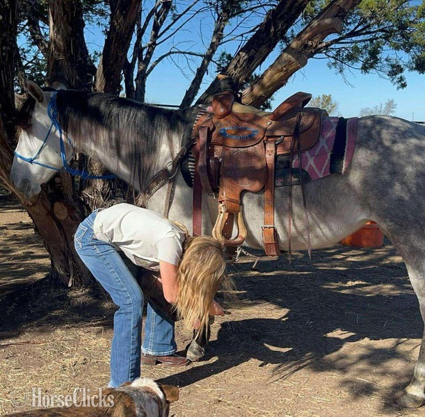 "Steely" Grey Mare Quarter Pony - Quarter Pony in Texas