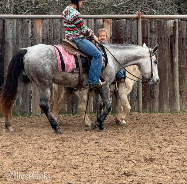 "Steely" Grey Mare Quarter Pony - Quarter Pony
