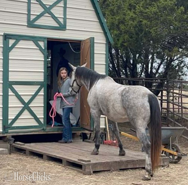 "Steely" Grey Mare Quarter Pony Texas