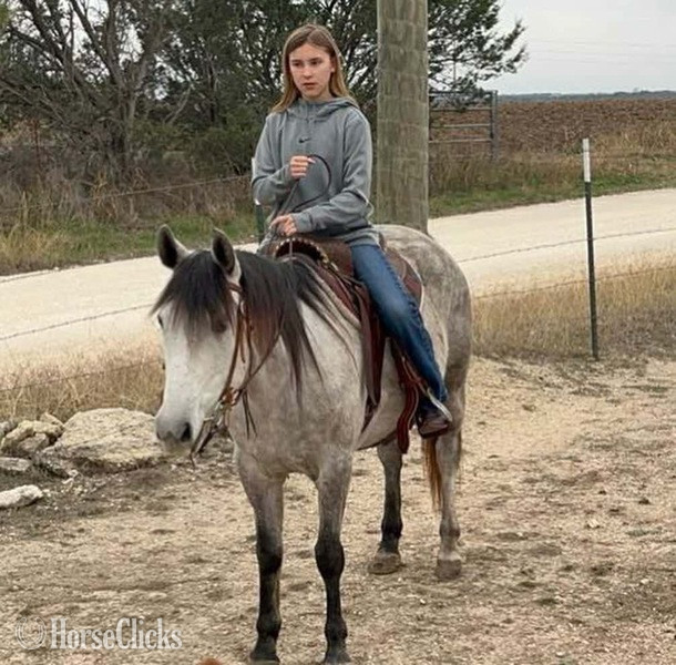 Quarter Pony - "Steely" Grey Mare Quarter Pony in Texas