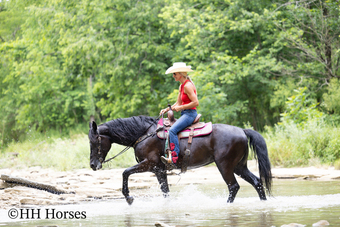 "LADY AMEGO" Black Mare Morgan
