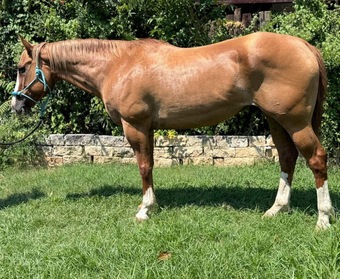 "Gator" Dun Gelding Quarter Horse