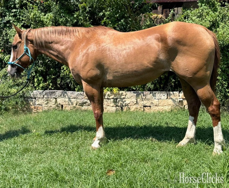 "Gator" Dun Gelding Quarter Horse in Texas