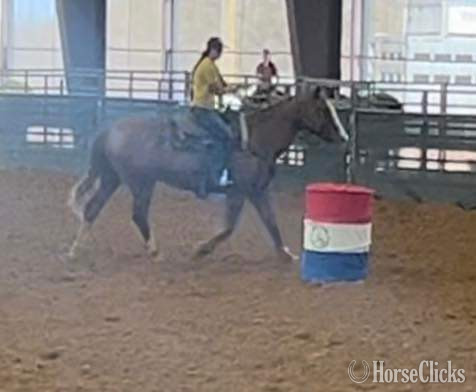 "Gator" Dun Gelding Quarter Horse