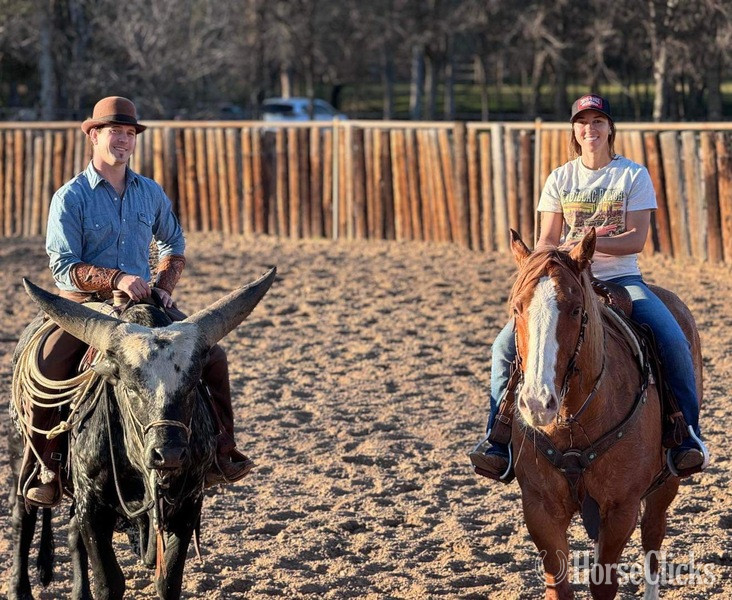 Texas "Gator" Dun Gelding Quarter Horse