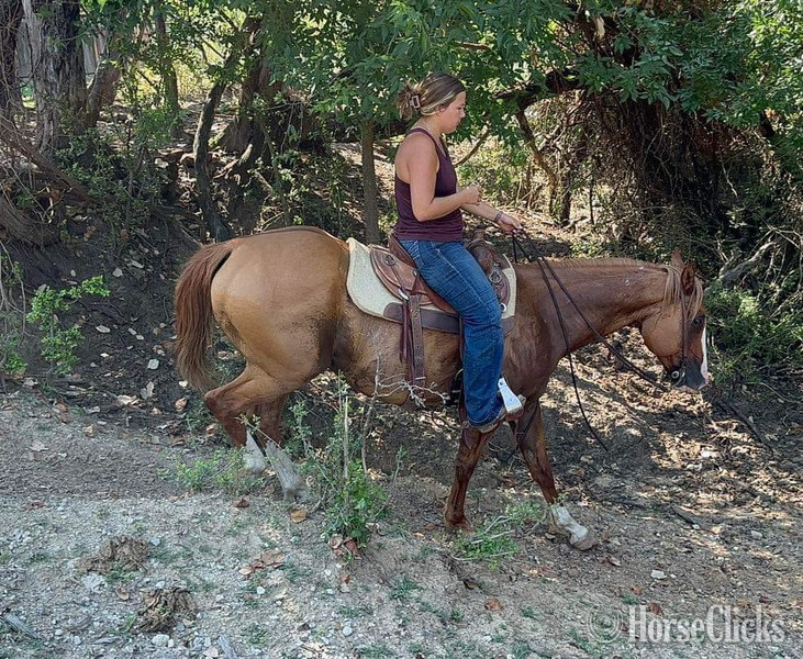 "Gator" Dun Gelding Quarter Horse - Quarter Horse in Texas