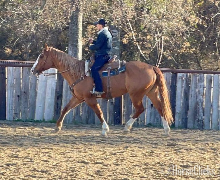"Gator" Dun Gelding Quarter Horse - Quarter Horse