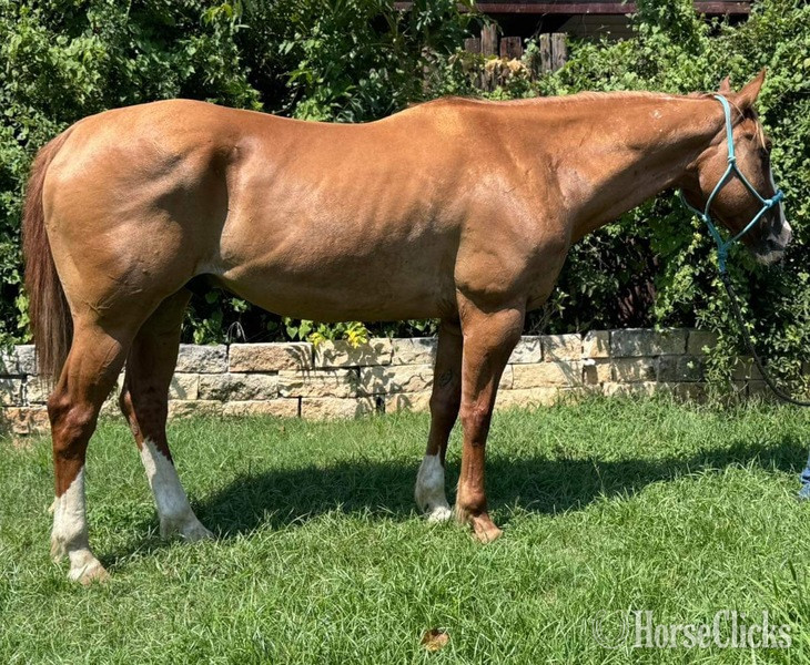 "Gator" Dun Gelding Quarter Horse Texas