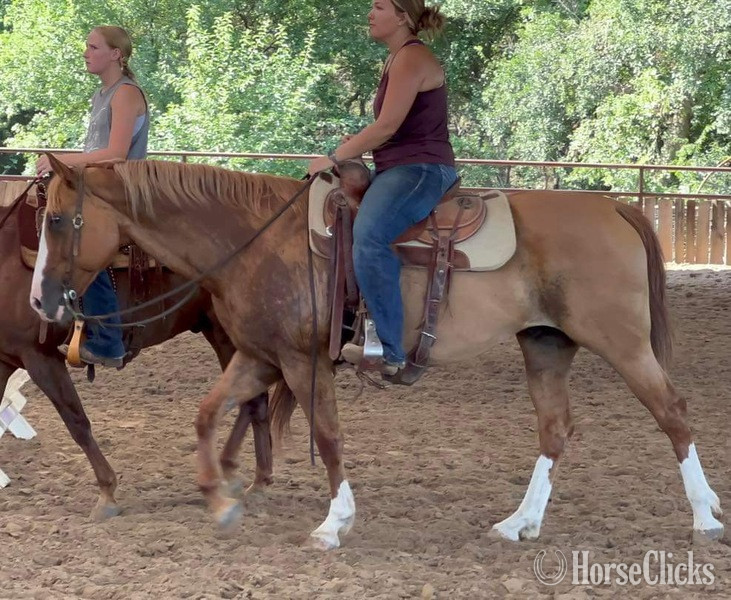 Quarter Horse - "Gator" Dun Gelding Quarter Horse in Texas