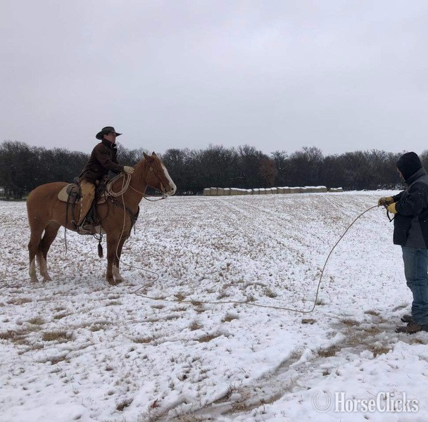 Quarter Horse - "Gator" Dun Gelding Quarter Horse