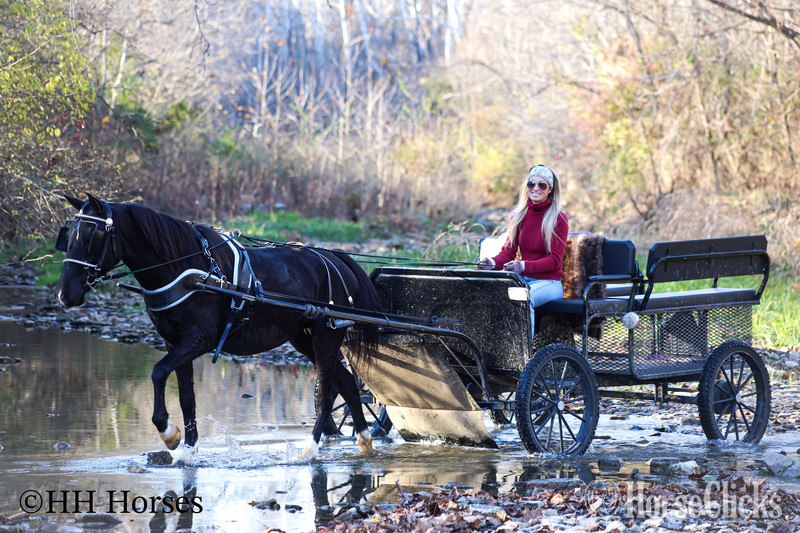 "SUPER BROKE BLACK MORGAN QUARTER HORSE C" Black Mare Morgan in Kentucky