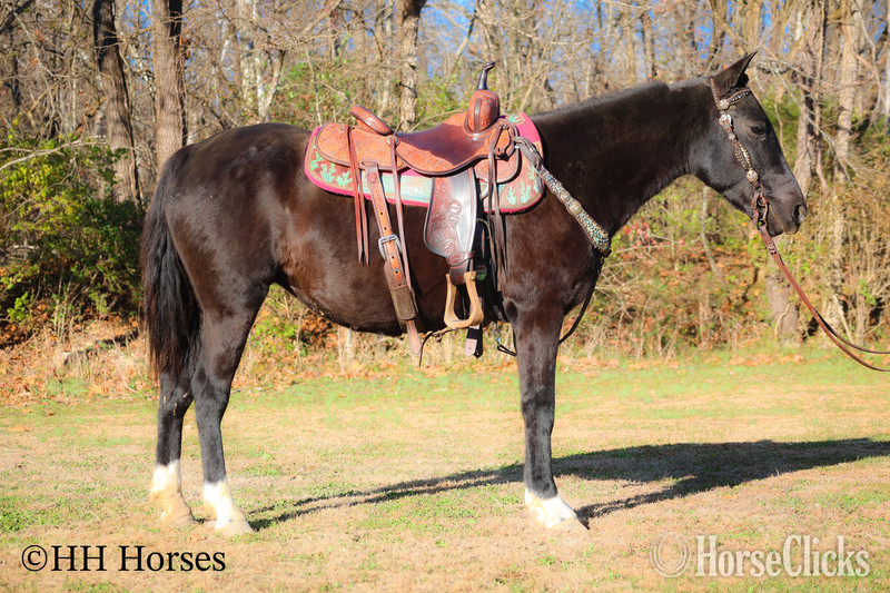 "SUPER BROKE BLACK MORGAN QUARTER HORSE C" Black Mare Morgan