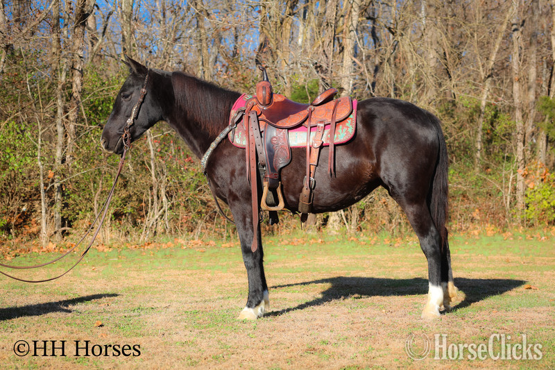 Kentucky "SUPER BROKE BLACK MORGAN QUARTER HORSE C" Black Mare Morgan