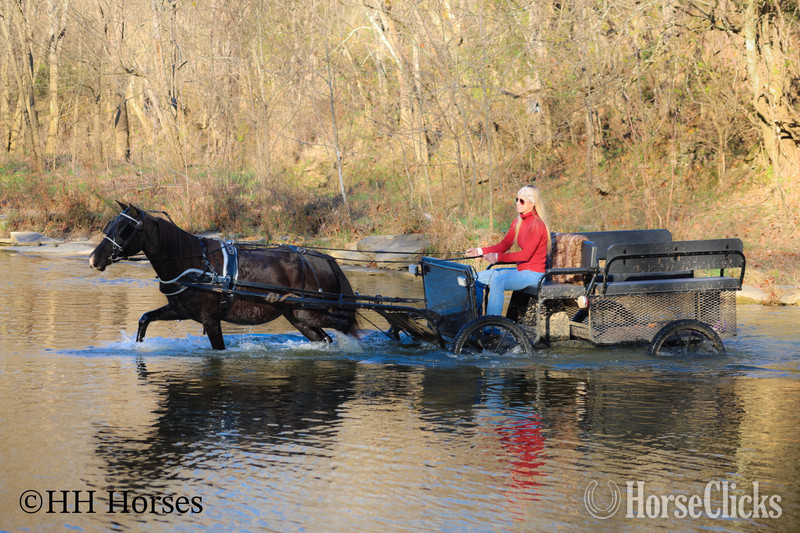 "SUPER BROKE BLACK MORGAN QUARTER HORSE C" Black Mare Morgan - Morgan in Kentucky