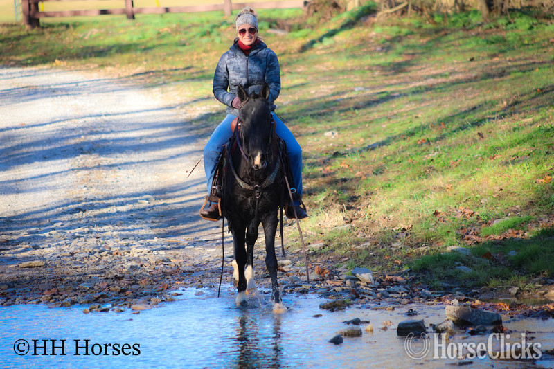 "SUPER BROKE BLACK MORGAN QUARTER HORSE C" Black Mare Morgan - Morgan