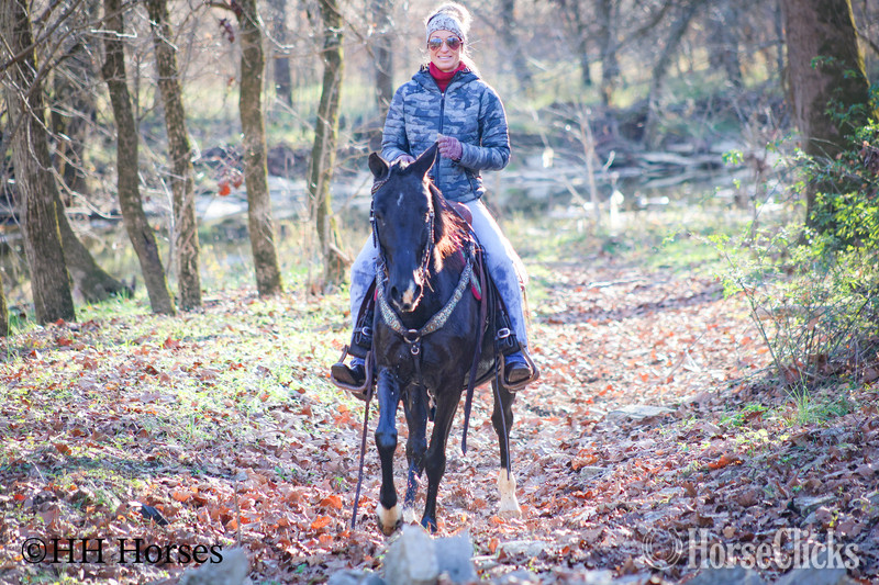 "SUPER BROKE BLACK MORGAN QUARTER HORSE C" Black Mare Morgan Kentucky