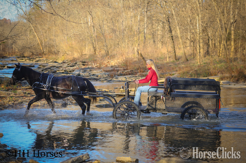 Morgan - "SUPER BROKE BLACK MORGAN QUARTER HORSE C" Black Mare Morgan in Kentucky