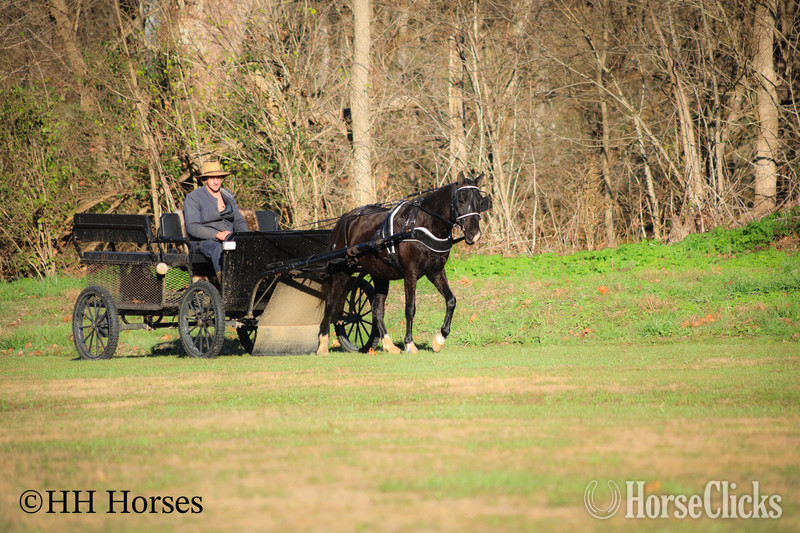 Morgan - "SUPER BROKE BLACK MORGAN QUARTER HORSE C" Black Mare Morgan